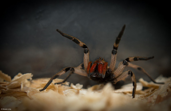 Aranha armadeira, com as patas dianteiras levantadas, em sinal de ataque.