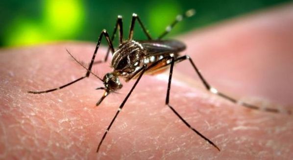 Dengue clássica e dengue hemorrágica: tratamento com dipirona