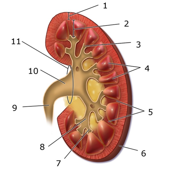 anatomia renal