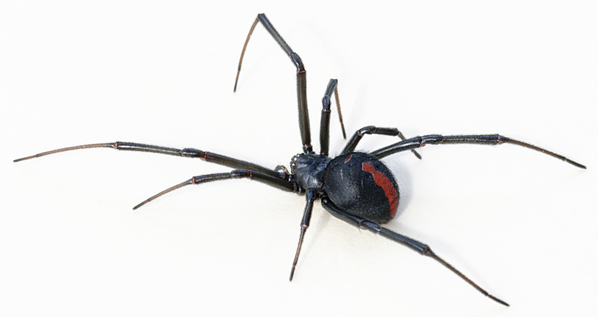 Viúva-negra. Aranha pequena, negra, como sinal característico de mancha vermelha no seu dorso.