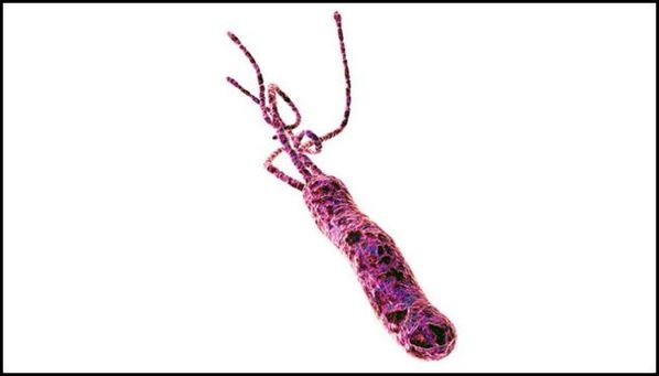 H. pylori: causas, sintomas, tratamento e remédios para Helicobacter pylori